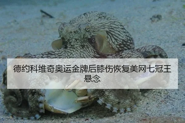德约科维奇奥运金牌后膝伤恢复美网七冠王悬念