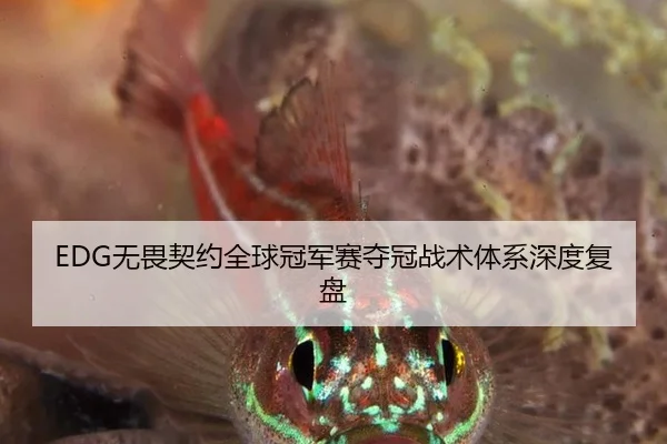 EDG无畏契约全球冠军赛夺冠战术体系深度复盘